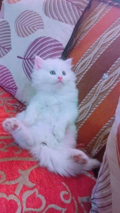 persian kitten