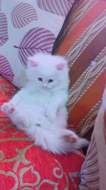 persian kitten 1