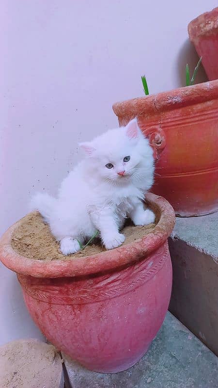 persian kitten 2