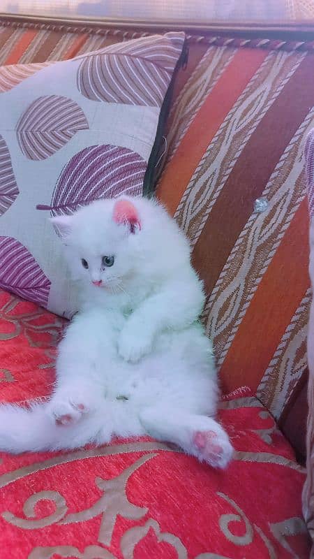 persian kitten 3