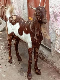 kamori Bakra jhalar wala white eyss urgent sale