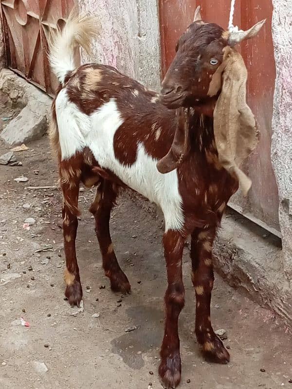 kamori Bakra jhalar wala white eyss urgent sale 1