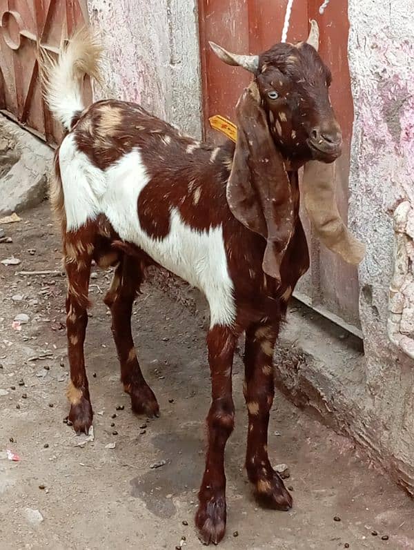 kamori Bakra jhalar wala white eyss urgent sale 3