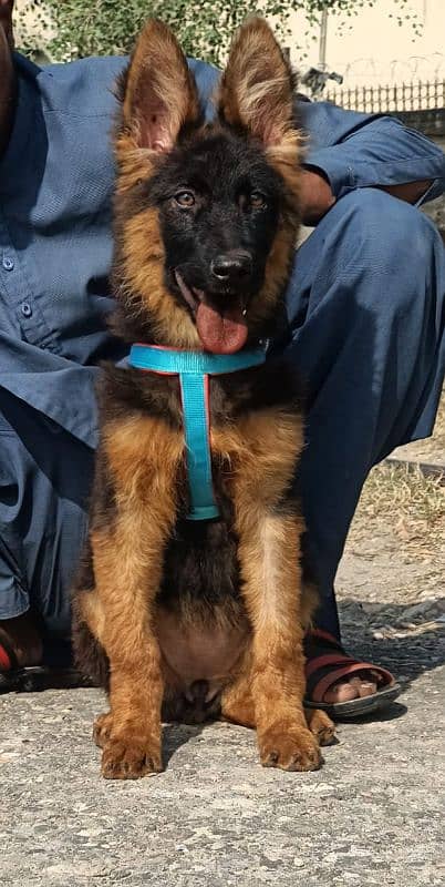 German Shepherd long coat female black mass for sale 0