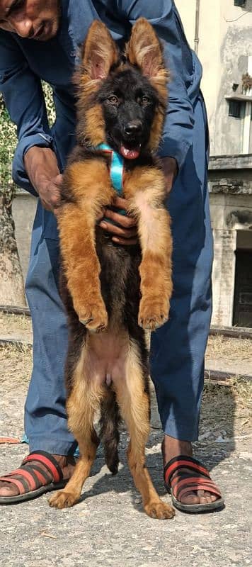 German Shepherd long coat female black mass for sale 1