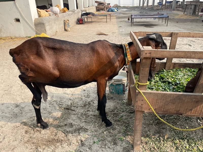 2 lakh Cheep Price me Teen Nagri Beetal Betal Bital Bakriya For Sale 4