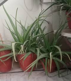 Aloe Vera plant with pot