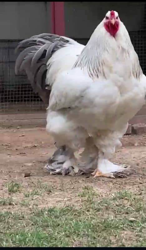 Brahma chicks for sale 8