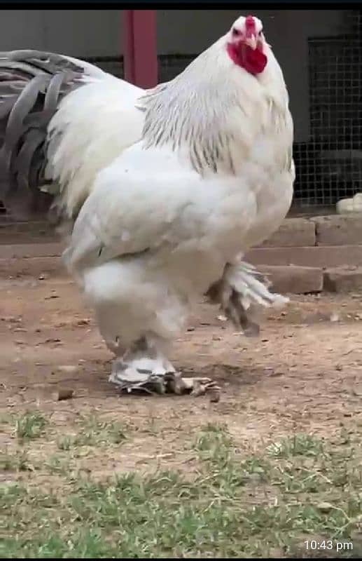 Brahma chicks for sale 9