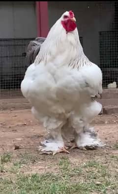 Brahma chicks for sale