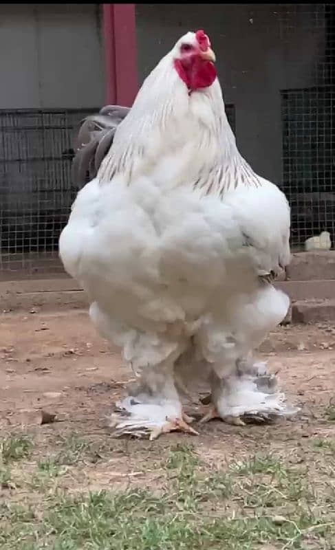 Brahma chicks for sale 1