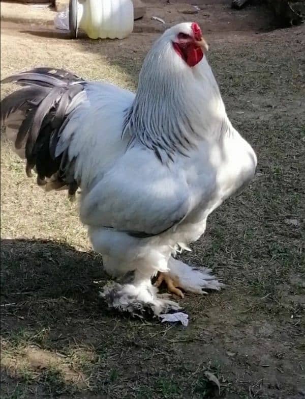 Brahma chicks for sale 10