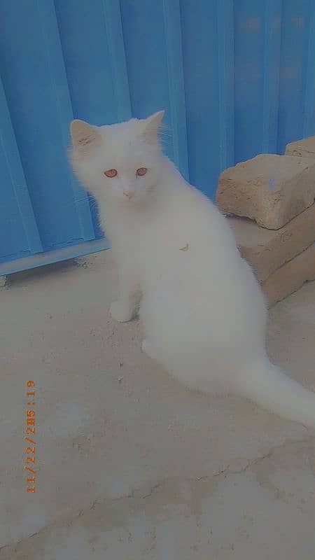 My cute cat 0