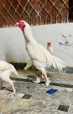 heera aseel paper white hay top quality hai blue eyes ma eggs sell