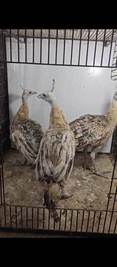 Peacock For Sale | Black shoulder | Breeder pair | مور | Mor For Sale