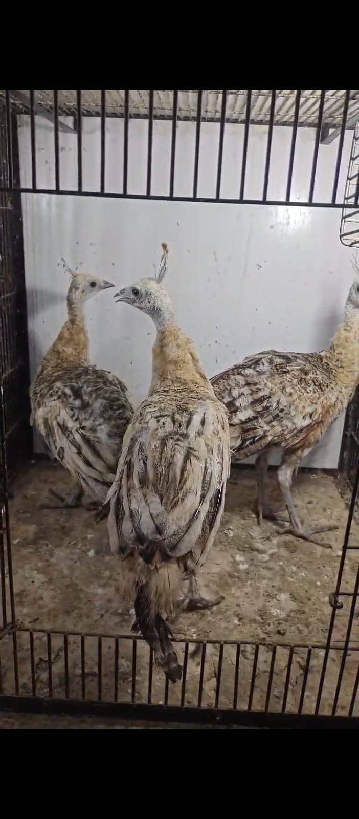 Peacock For Sale | Black shoulder | Breeder pair | مور | Mor For Sale 0