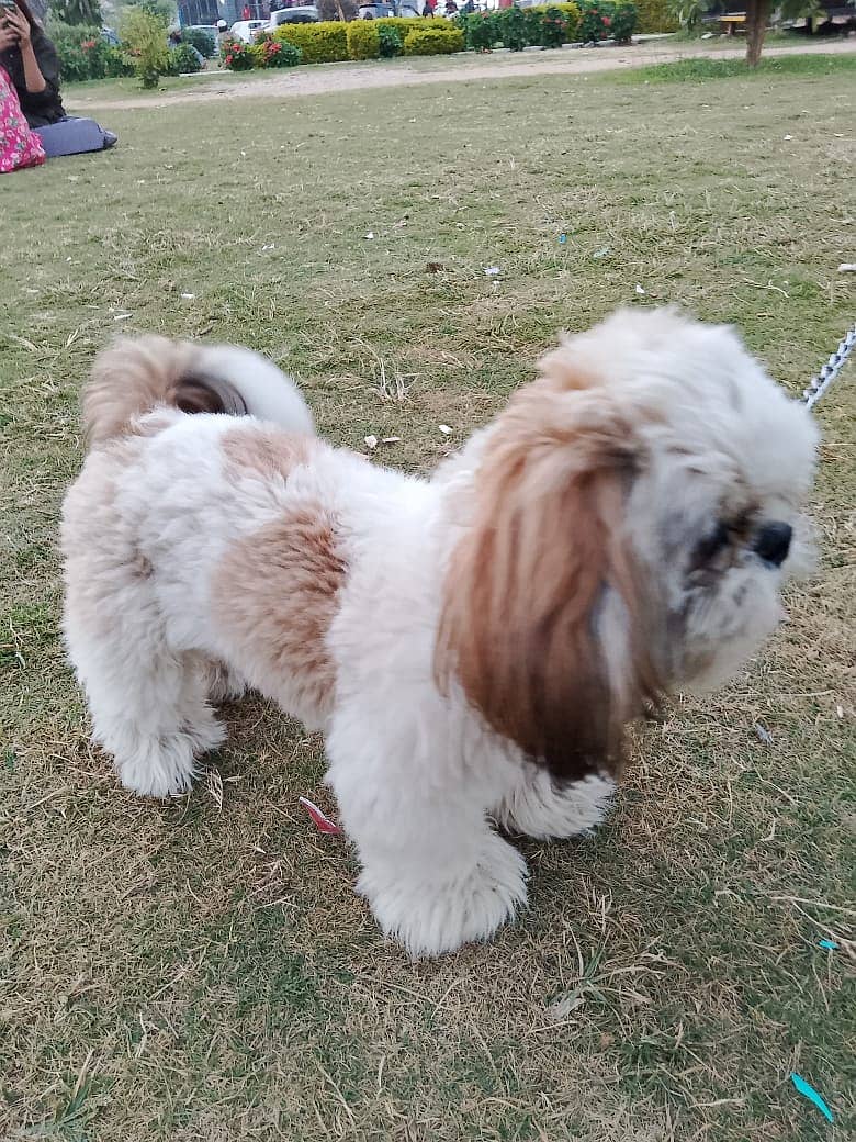 Shith zu dog for sale 0