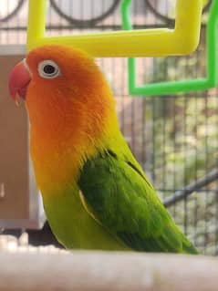 Green Opaline & Blue Opaline  Love Birds For Sale