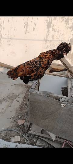 Golden laced polish ready to breed female.