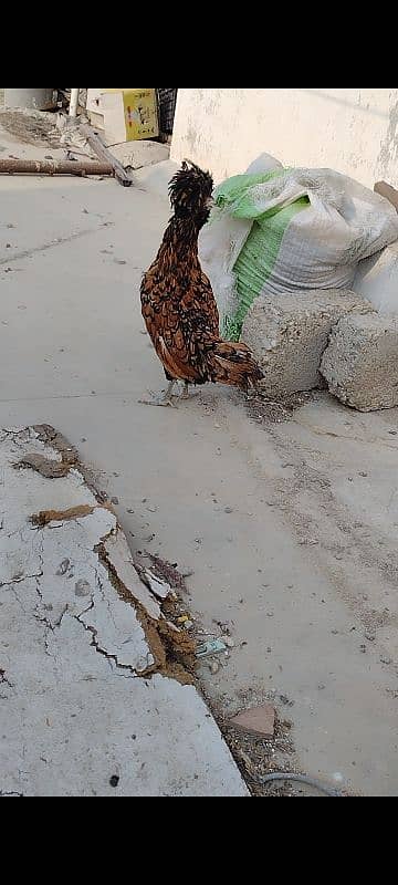 Golden laced polish ready to breed female. 1