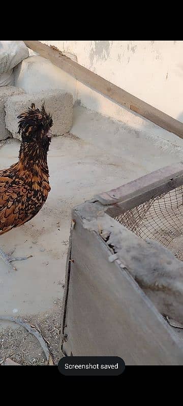 Golden laced polish ready to breed female. 2