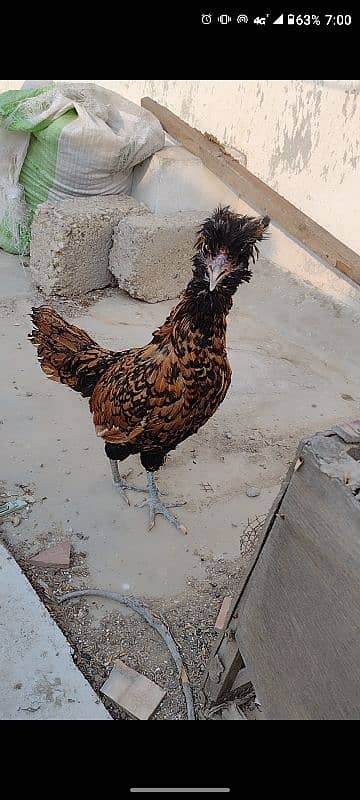 Golden laced polish ready to breed female. 3