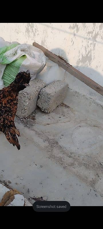 Golden laced polish ready to breed female. 4