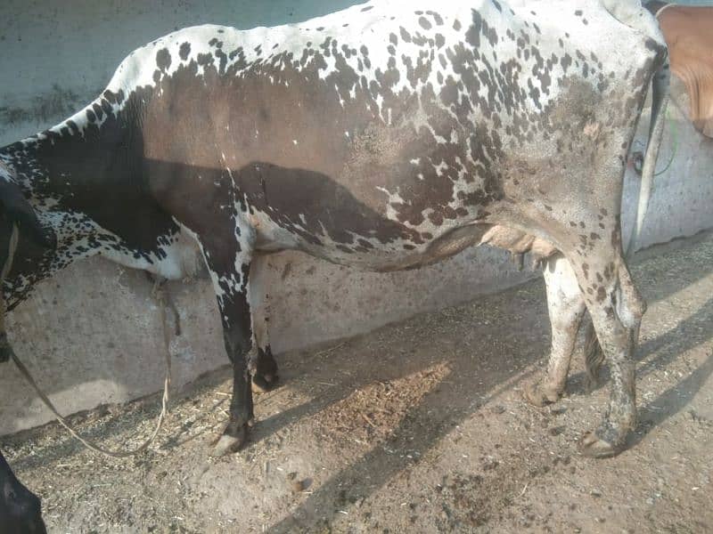 cow For Sale 0