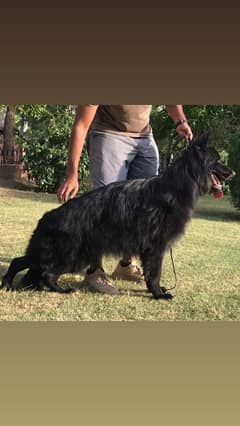 Black german shephard male