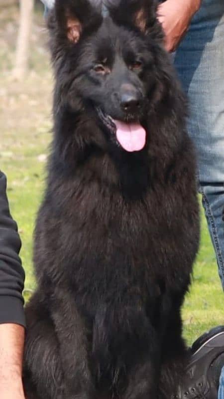 Black german shephard male 1