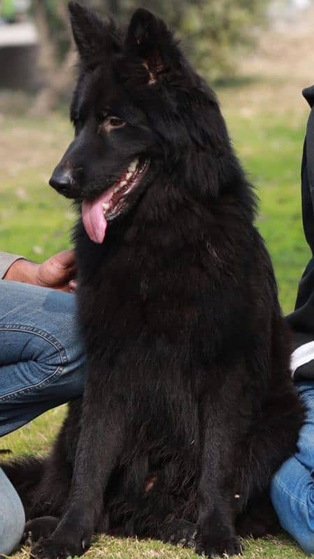 Black german shephard male 2