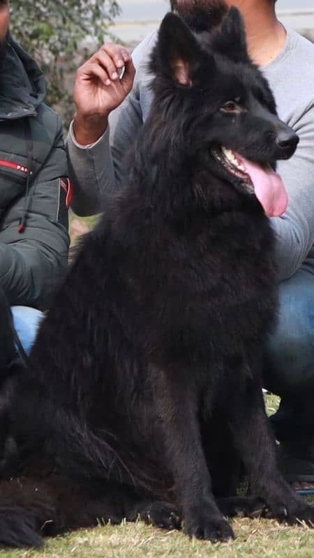 Black german shephard male 3