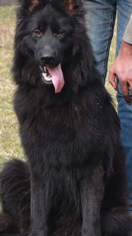 Black german shephard male 4