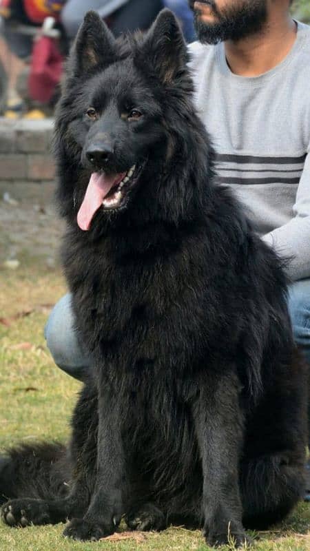 Black german shephard male 5