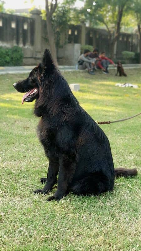 Black german shephard male 6