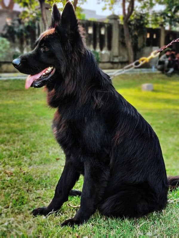 Black german shephard male 8