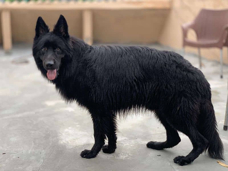 Black german shephard male 10