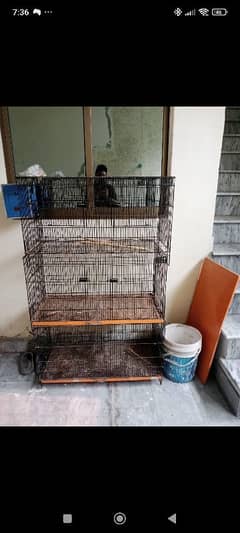 Parrot's cage