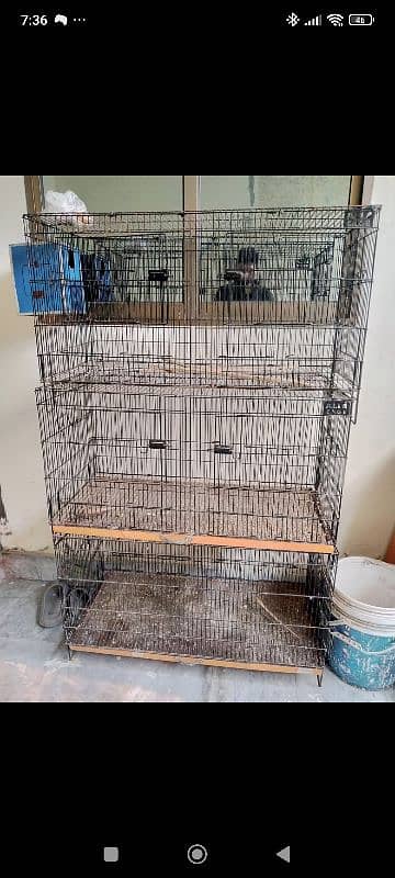 Birds cage 1