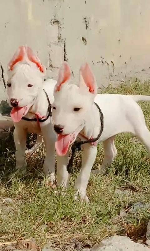 paver kohati gultair pair for sale age 2 month 0