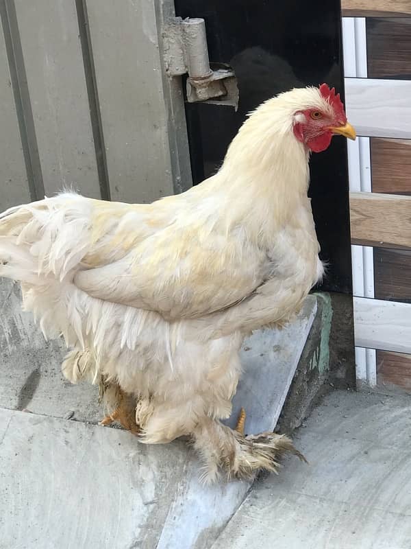 white buff hen 1 male 2 female total 3piece 1 Aseel bhi majod hy 1