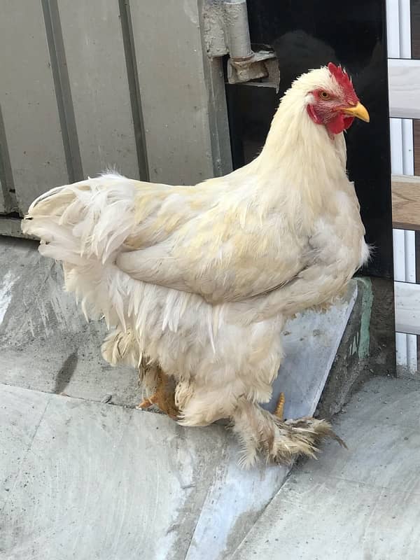 white buff hen 1 male 2 female total 3piece 1 Aseel bhi majod hy 2