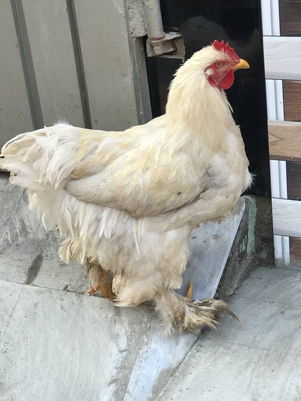 white buff hen 1 male 2 female total 3piece 1 Aseel bhi majod hy 3