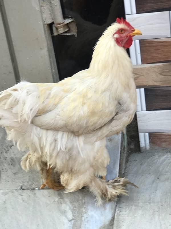 white buff hen 1 male 2 female total 3piece 1 Aseel bhi majod hy 4