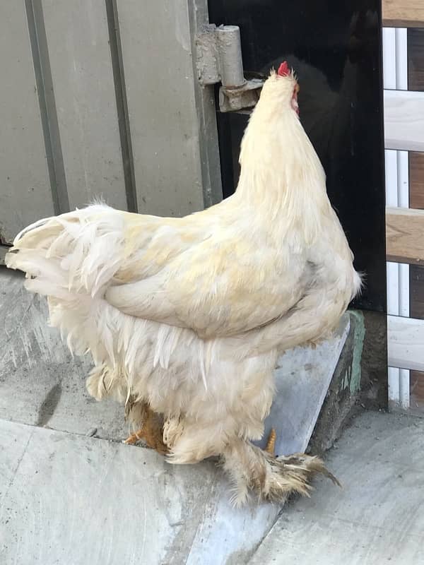 white buff hen 1 male 2 female total 3piece 1 Aseel bhi majod hy 5