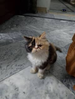 Persian cat