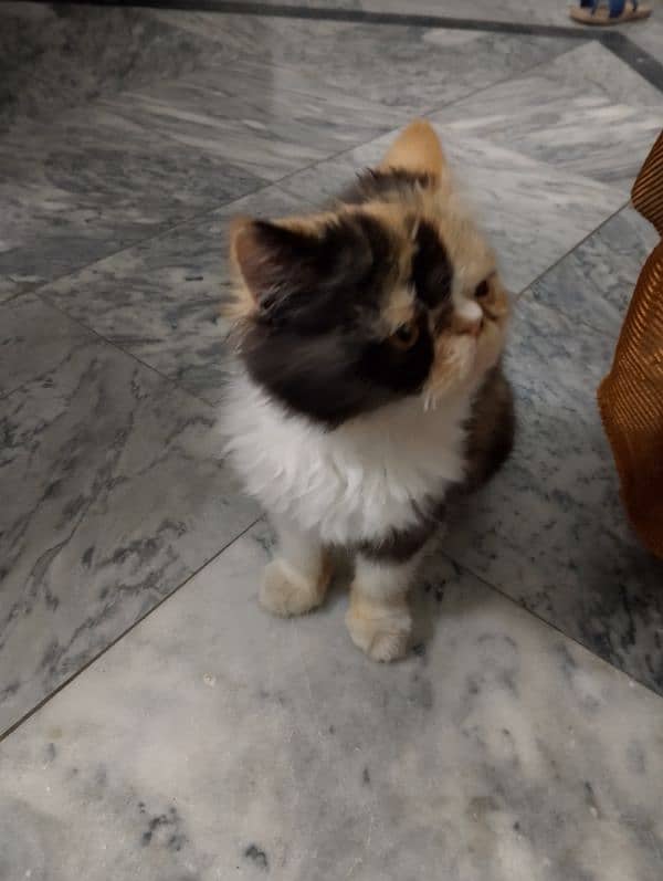 Persian cat 1