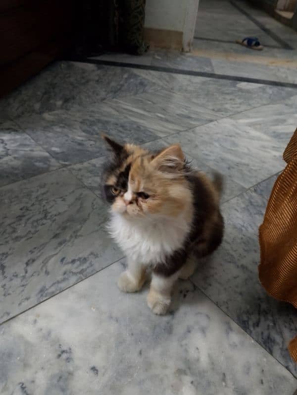 Persian cat 2