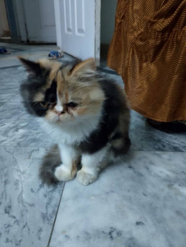 Persian cat 4