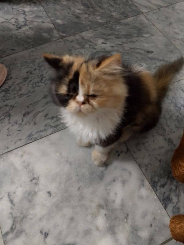 Persian cat 5